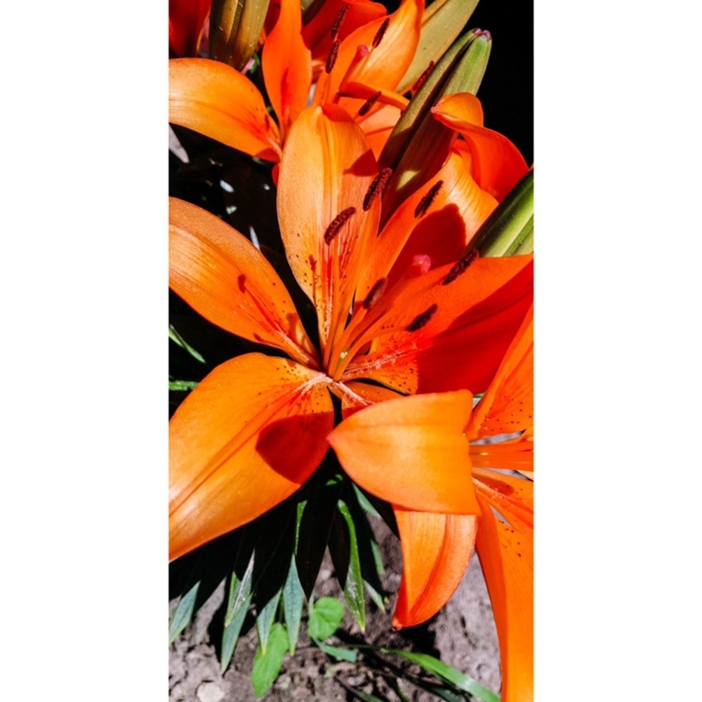 Meet your Posher, Ally